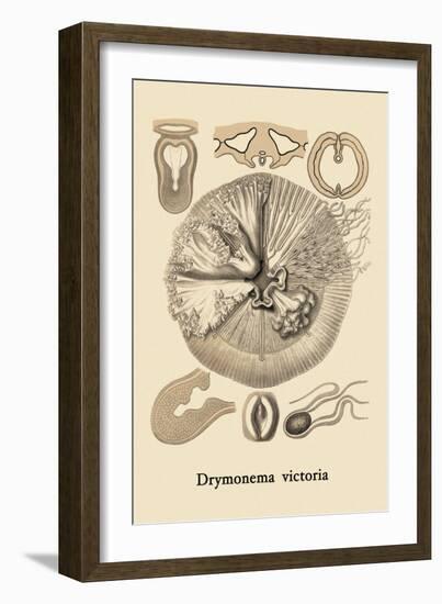 Jellyfish: Drymonema Victoria-Ernst Haeckel-Framed Art Print