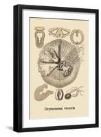 Jellyfish: Drymonema Victoria-Ernst Haeckel-Framed Art Print