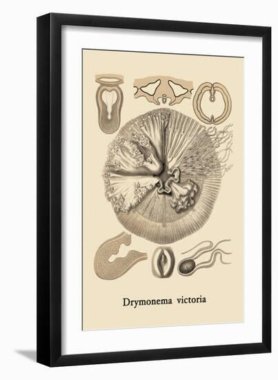 Jellyfish: Drymonema Victoria-Ernst Haeckel-Framed Art Print