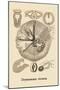 Jellyfish: Drymonema Victoria-Ernst Haeckel-Mounted Art Print
