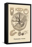 Jellyfish: Drymonema Victoria-Ernst Haeckel-Framed Stretched Canvas