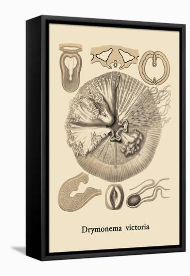 Jellyfish: Drymonema Victoria-Ernst Haeckel-Framed Stretched Canvas