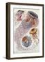 Jellyfish, from Kunstformen Der Natur, 1874-Ernst Haeckel-Framed Giclee Print