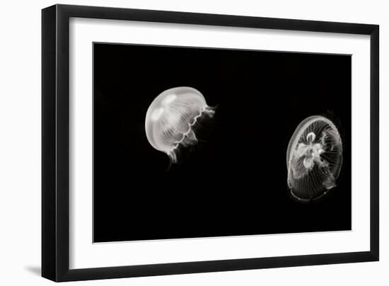 Jellyfish Glow I-Erin Berzel-Framed Photographic Print