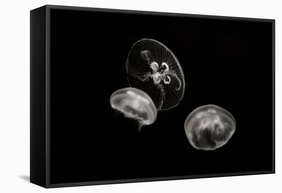 Jellyfish Glow II-Erin Berzel-Framed Stretched Canvas