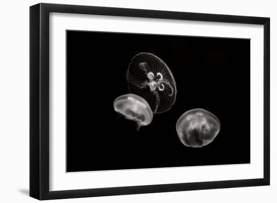 Jellyfish Glow II-Erin Berzel-Framed Premium Photographic Print