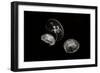 Jellyfish Glow II-Erin Berzel-Framed Premium Photographic Print