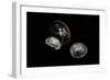 Jellyfish Glow II-Erin Berzel-Framed Premium Photographic Print