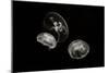 Jellyfish Glow II-Erin Berzel-Mounted Premium Photographic Print