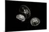 Jellyfish Glow II-Erin Berzel-Mounted Photographic Print
