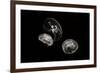 Jellyfish Glow II-Erin Berzel-Framed Photographic Print