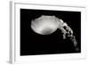 Jellyfish Glow III-Erin Berzel-Framed Photographic Print