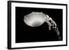 Jellyfish Glow III-Erin Berzel-Framed Photographic Print