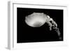 Jellyfish Glow III-Erin Berzel-Framed Photographic Print