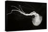 Jellyfish Glow IV-Erin Berzel-Stretched Canvas