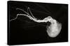 Jellyfish Glow IV-Erin Berzel-Stretched Canvas