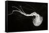 Jellyfish Glow IV-Erin Berzel-Framed Stretched Canvas