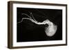 Jellyfish Glow IV-Erin Berzel-Framed Photographic Print