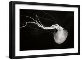 Jellyfish Glow IV-Erin Berzel-Framed Photographic Print