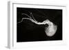 Jellyfish Glow IV-Erin Berzel-Framed Photographic Print