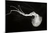 Jellyfish Glow IV-Erin Berzel-Mounted Photographic Print