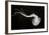 Jellyfish Glow IV-Erin Berzel-Framed Photographic Print