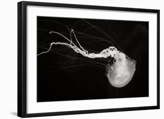 Jellyfish Glow IV-Erin Berzel-Framed Photographic Print