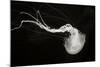 Jellyfish Glow IV-Erin Berzel-Mounted Photographic Print