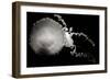 Jellyfish Glow IX-Erin Berzel-Framed Photographic Print