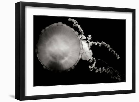 Jellyfish Glow IX-Erin Berzel-Framed Photographic Print