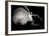 Jellyfish Glow IX-Erin Berzel-Framed Photographic Print