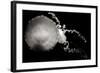 Jellyfish Glow IX-Erin Berzel-Framed Photographic Print
