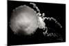 Jellyfish Glow IX-Erin Berzel-Mounted Photographic Print