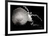 Jellyfish Glow IX-Erin Berzel-Framed Photographic Print