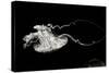 Jellyfish Glow V-Erin Berzel-Stretched Canvas