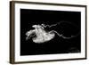 Jellyfish Glow V-Erin Berzel-Framed Photographic Print