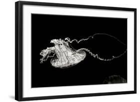 Jellyfish Glow V-Erin Berzel-Framed Photographic Print