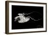 Jellyfish Glow V-Erin Berzel-Framed Photographic Print