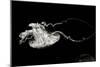 Jellyfish Glow V-Erin Berzel-Mounted Photographic Print