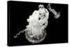 Jellyfish Glow VII-Erin Berzel-Stretched Canvas