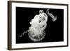 Jellyfish Glow VII-Erin Berzel-Framed Photographic Print