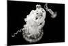 Jellyfish Glow VII-Erin Berzel-Mounted Photographic Print