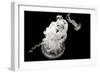 Jellyfish Glow VII-Erin Berzel-Framed Photographic Print