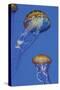 Jellyfish I-Erin Berzel-Stretched Canvas