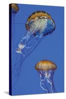 Jellyfish I-Erin Berzel-Stretched Canvas