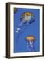 Jellyfish I-Erin Berzel-Framed Photographic Print