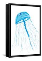 Jellyfish I-Julie DeRice-Framed Stretched Canvas