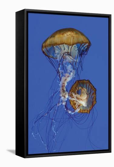 Jellyfish II-Erin Berzel-Framed Stretched Canvas