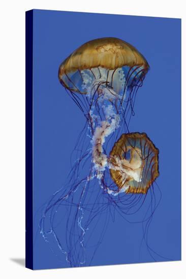 Jellyfish II-Erin Berzel-Stretched Canvas