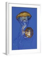 Jellyfish II-Erin Berzel-Framed Photographic Print